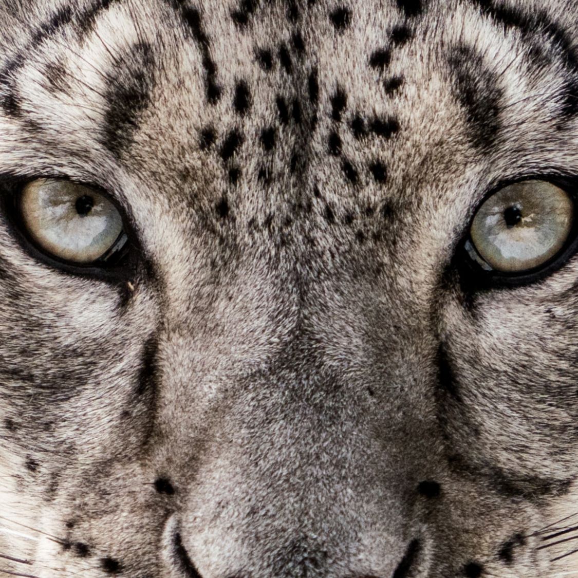 WWF