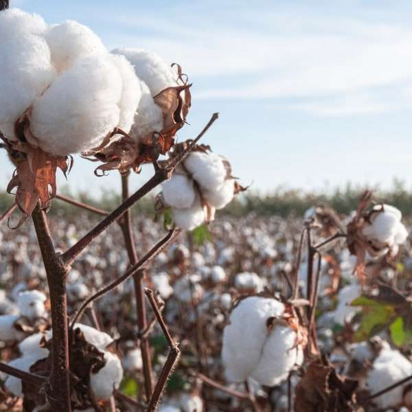 organic cotton
