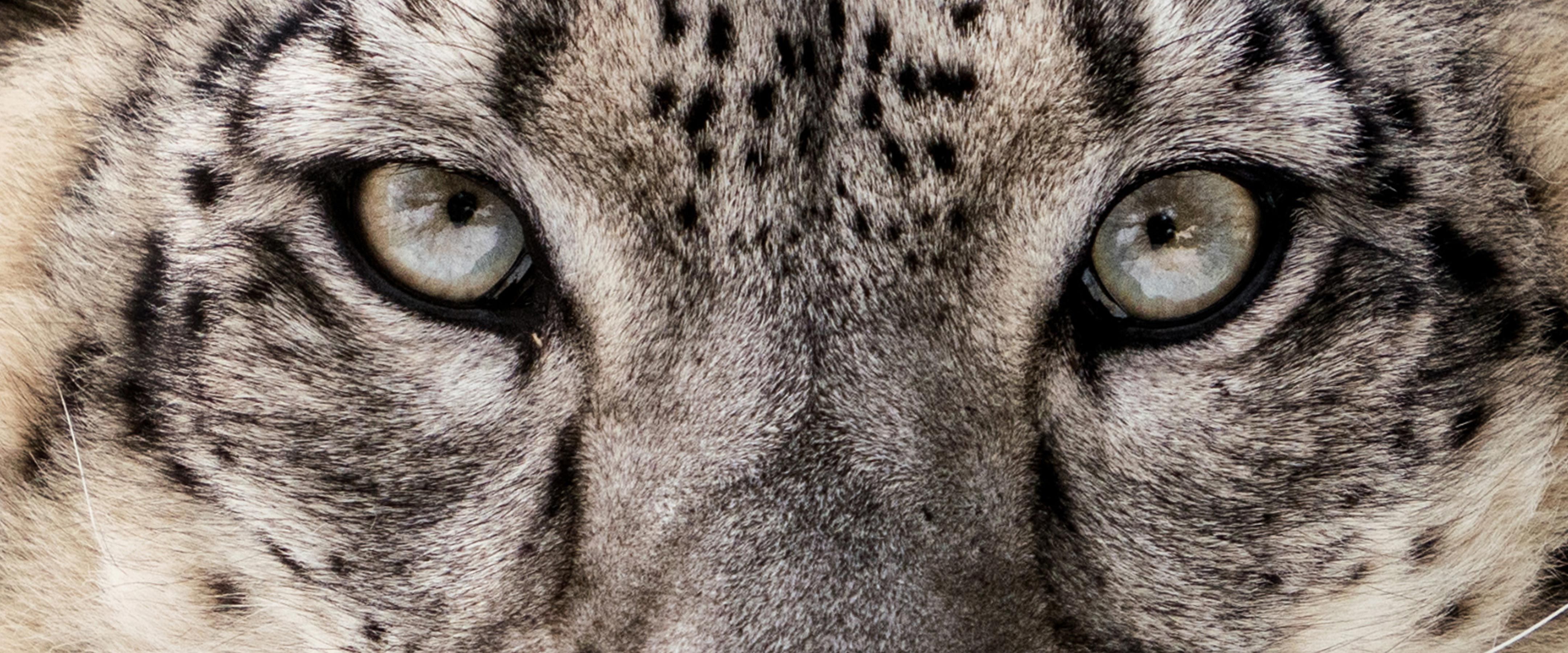 WWF x MR MARVIS - Image Header