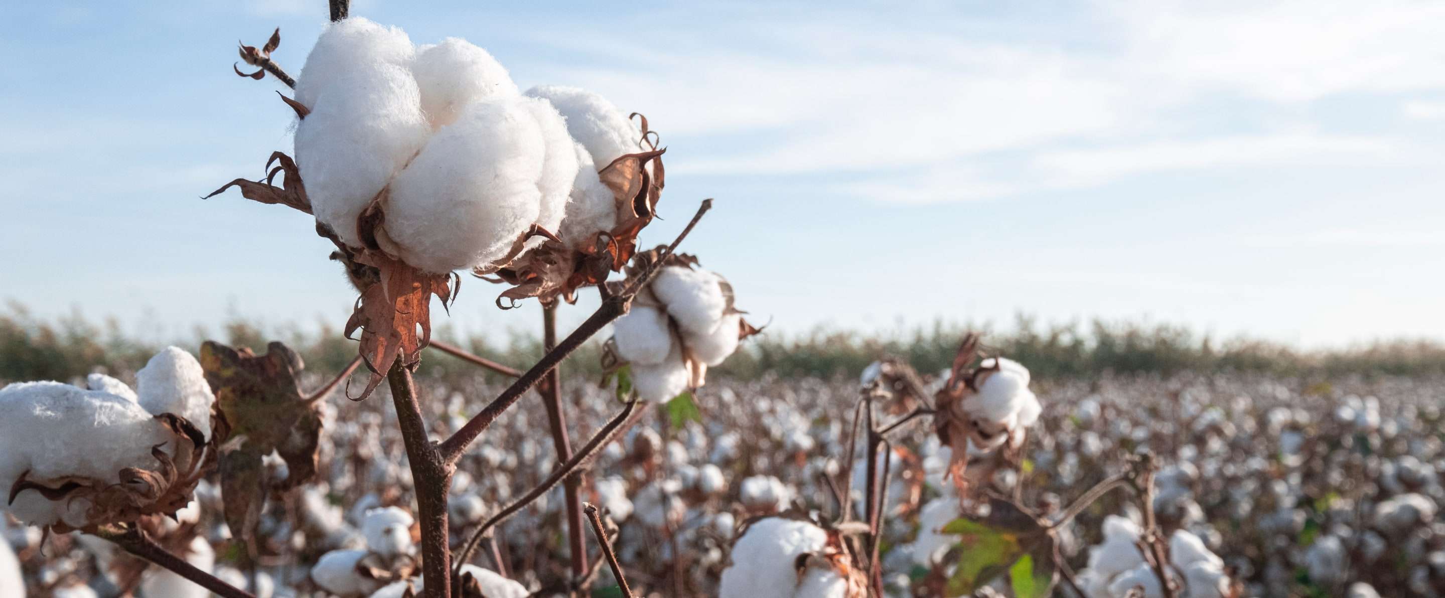 organic cotton