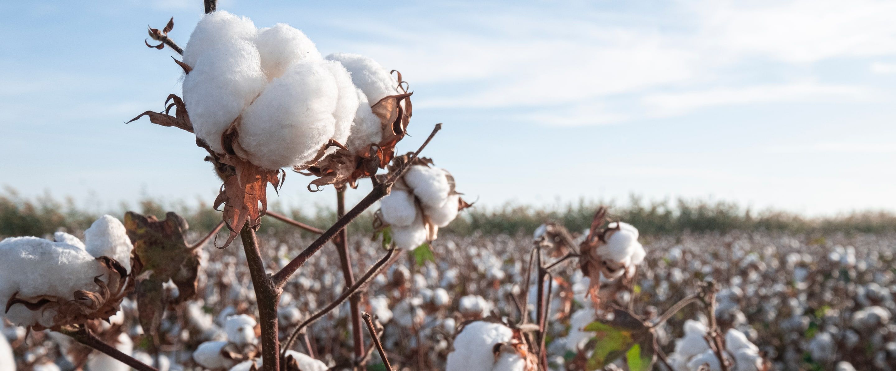 organic cotton